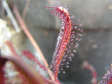 Drosera capensis ’All red’