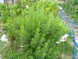 Cola-fűszer 3 db (Artemisia abrotanum var. maritima) gyökereztetni való hajtás
