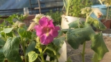Sötétlila virágú zergeszarv (Proboscidea louisianica) 10 mag
