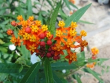 Selyembokor Asclepias curassavica 20 mag