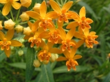 Selyembokor Asclepias curassavica 'Silky gold' 10 mag