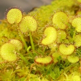 Drosera prolifera