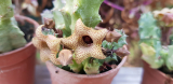 Huernia thuretii cserepes dögvirág
