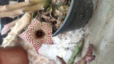 Huernia repens gyökértelen dugvány