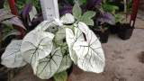 Caladium candidum - Fehér hálóslevél
