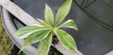 Tradescantia zanonia variegata