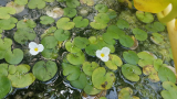 Békatutaj - Hydrocharis morsus-ranae  2 db