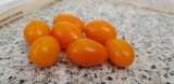 Narancssárga koktél paradicsom 10 mag