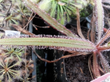 Lándzsa-levelű harmatfű (Drosera adelae)