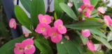 Pompás kutyatej (Euphorbia milii) pink