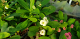 Pompás kutyatej (Euphorbia milii) white