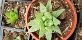 Haworthia magnifica var. acuminata cv. Grey Ghost