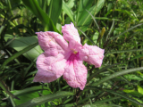 Ruellia brittoniana pink 10 friss mag