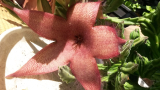 Stapelia grandifora x gigantea egy gyökértelen hajtás