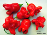 Capsicum baccatum Tulipán paprika 10 mag