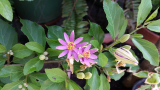 Grewia occidentalis 5 mag