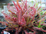 Drosera capensis ’All red’ 10 mag