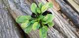 Plantago major variegata 20 mag