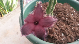 Stapelia asterias dögvirág 10 mag