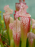 Sarracenia leucophylla x mitchelliana