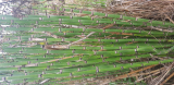 Japán zsurló Equisetum japonica szabad gyökeres