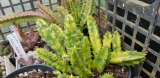 Huernia zebrina variegata cserepes