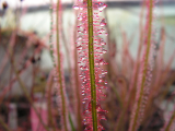 Drosera filiformis red form