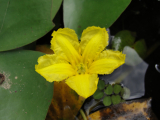 Tündérfátyol - Nymphoides peltata