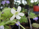 Pinguicula gigantea 'Alba'