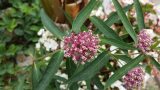 Hússzínű selyemkóró Asclepias incarnata 10 mag