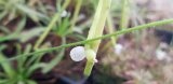 Fagyöngy kaktusz 2 friss termés Rhipsalis baccifera