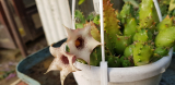 Huernia quinta cserepes