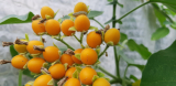 Törpe tamarillo Tamarillo Solanum 20 mag