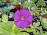 Pinguicula moctezumae x gigantea sötét virágszín #17