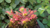 Kereklevelű harmatfű mag (Drosera rotundifolia typ giant) 10 mag