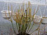 Drosera binata 'Orange giant' gyökérmosott