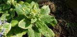 Borago officinalis 'Bill Archer' tarka levelű 5 mag