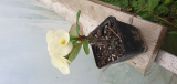Thai Euphorbia fehér 20 cm