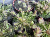 Köztes levelű harmatfű (Drosera intermedia)