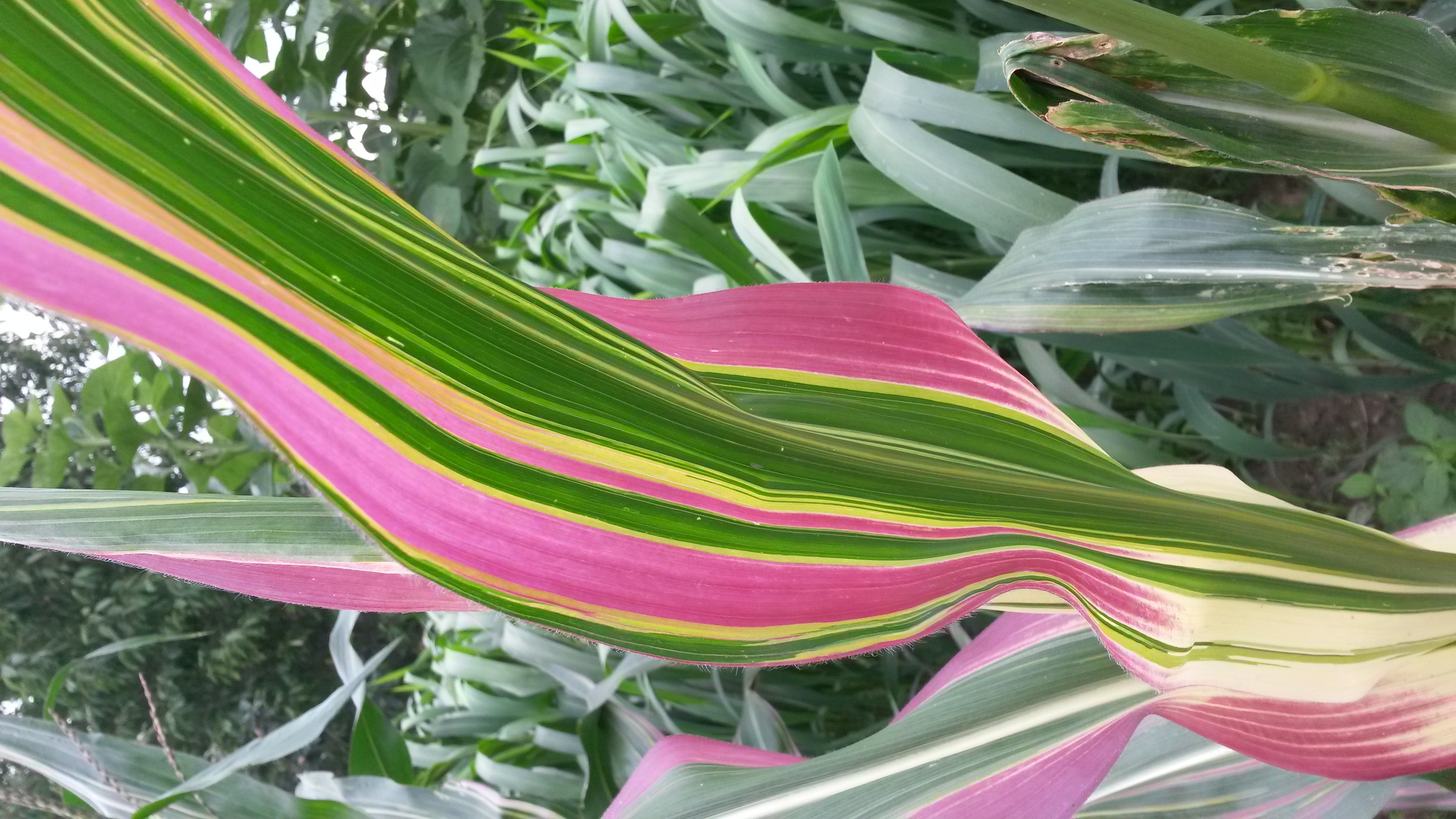 Tarka díszkukorica Zea japonica variegata 10 mag
