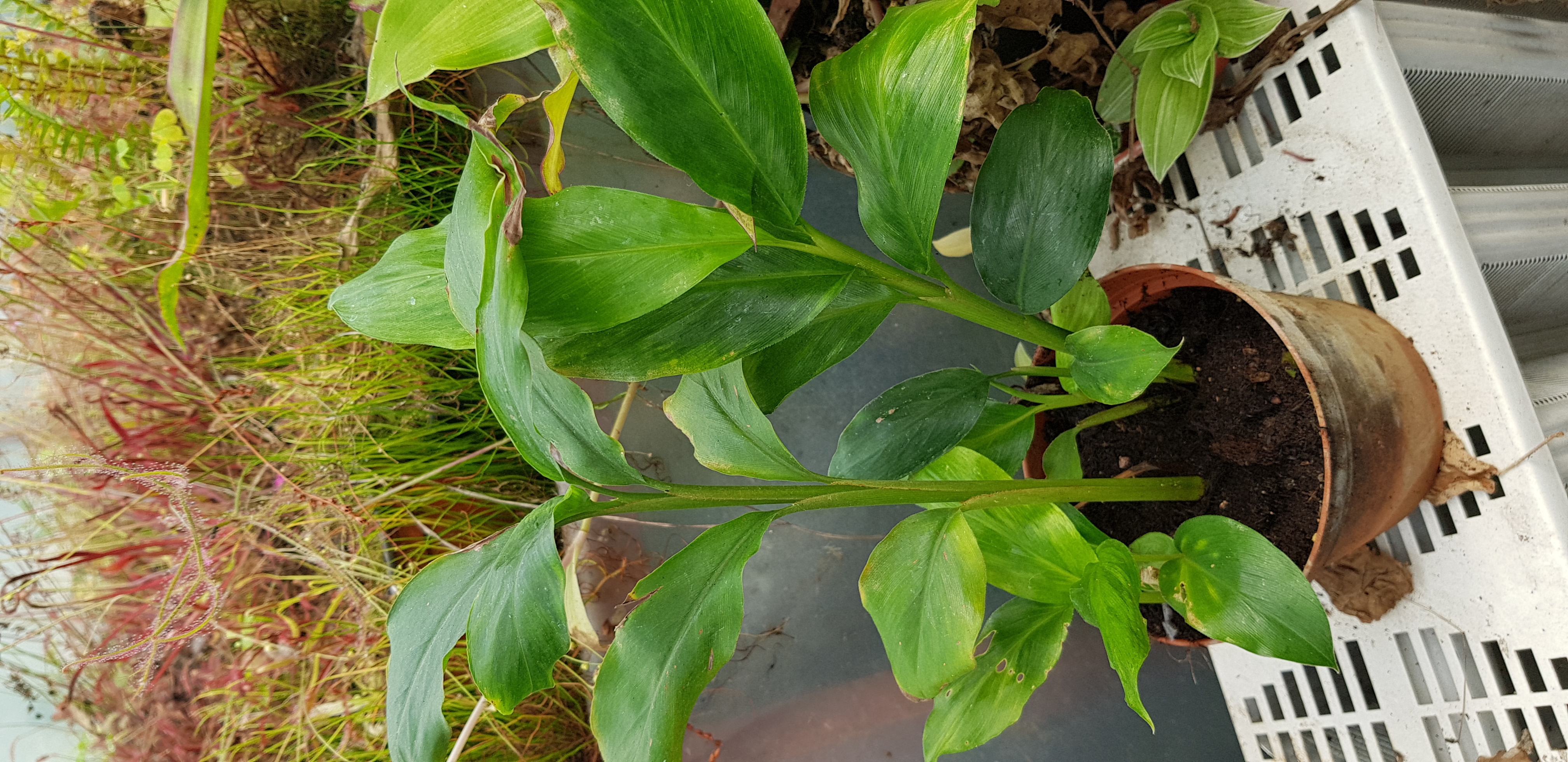 Malabári kardamon (Elettaria cardamomum)