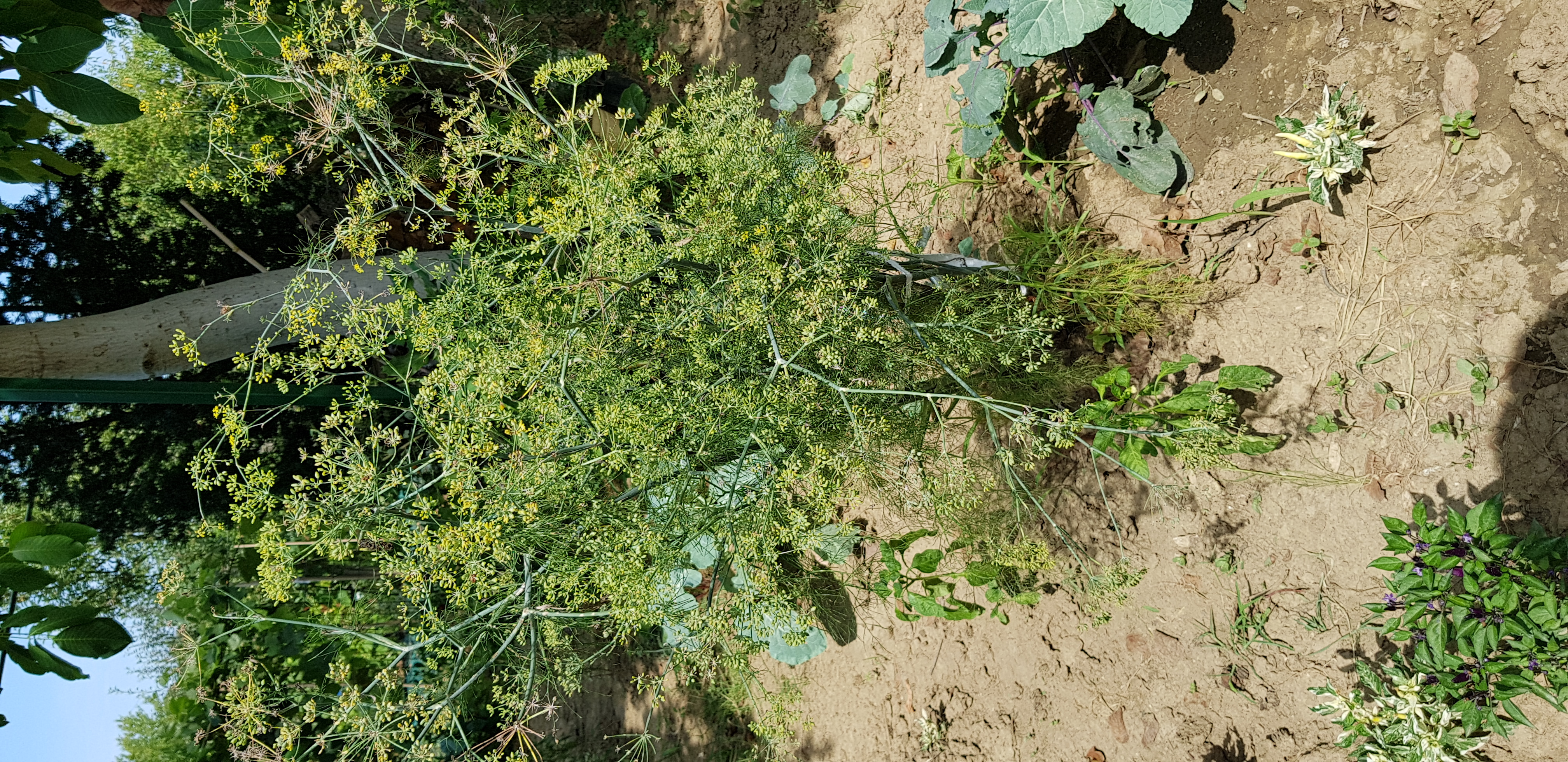 Télálló és évelő kapor fűszernövény cserepes