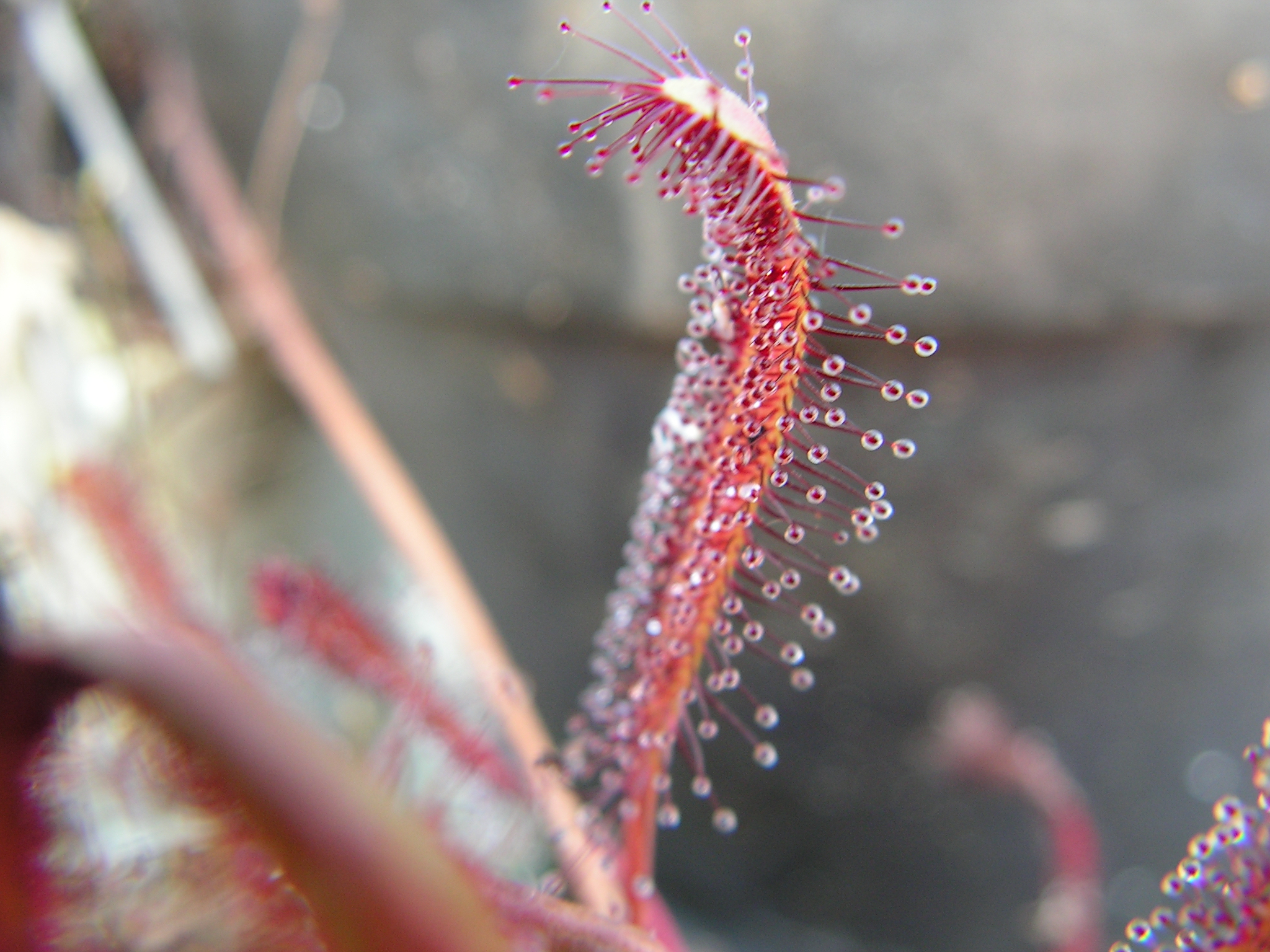 Drosera capensis ’All red’ cserepes