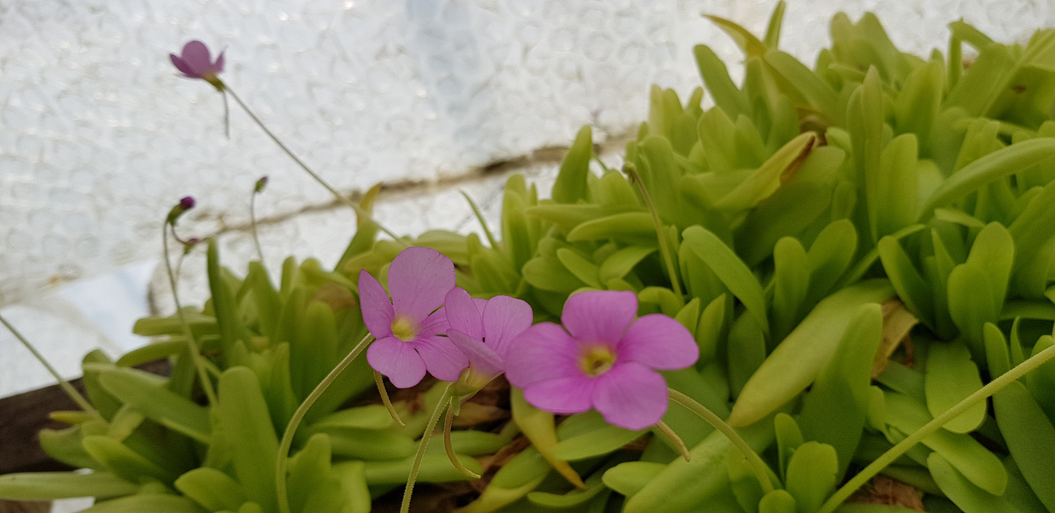Pinguicula 'Apsionada'