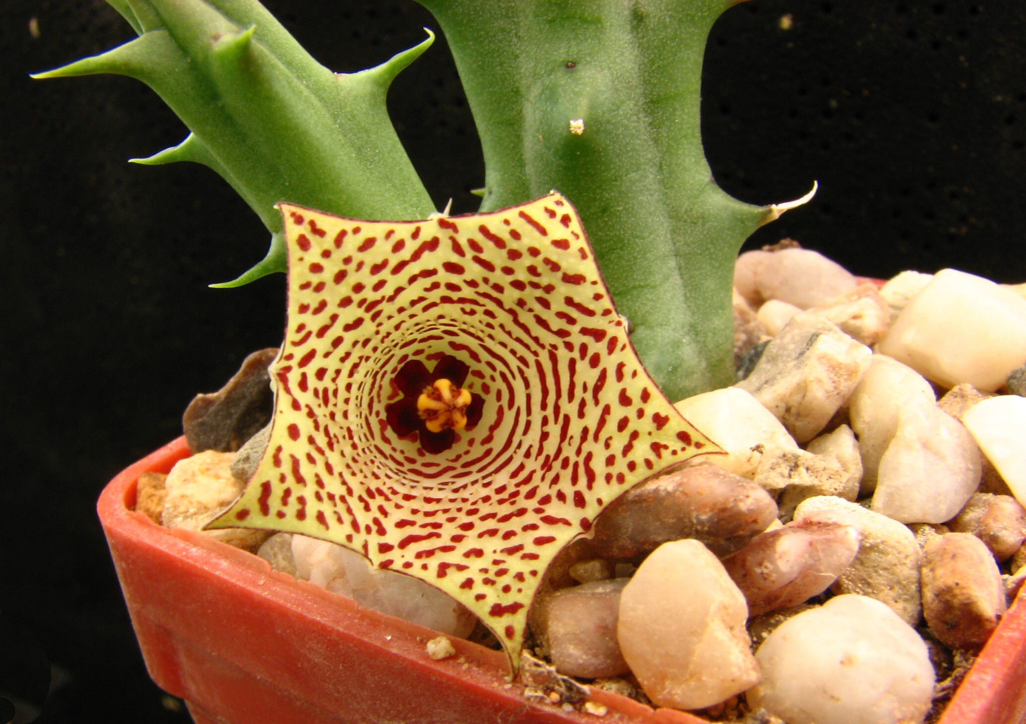 Huernia mccoyi 5 mag