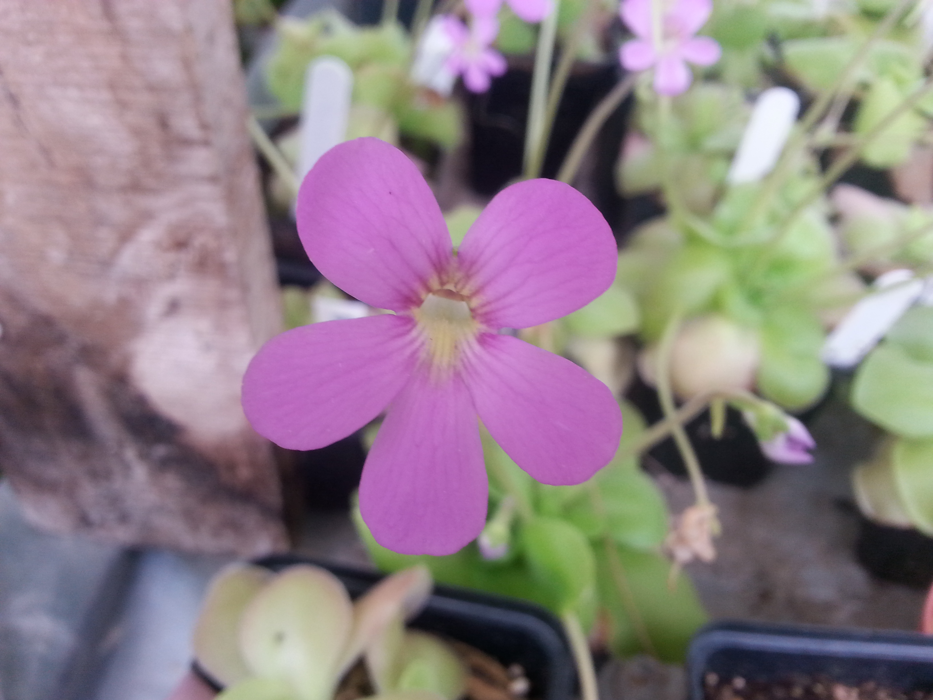 Pinguicula agnata x sethos