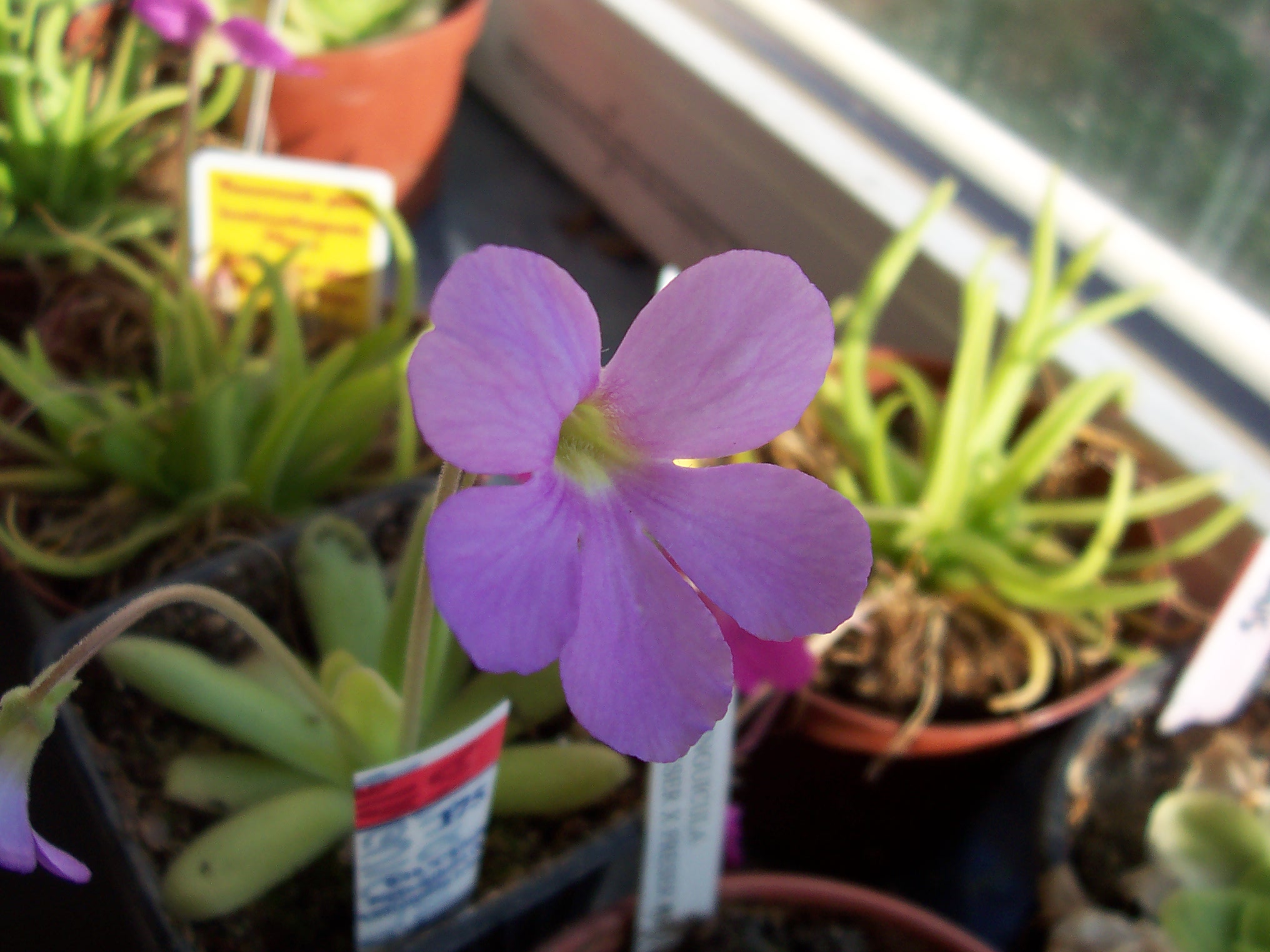 Pinguicula 'Aphroditae' (agnata x moctezumae)