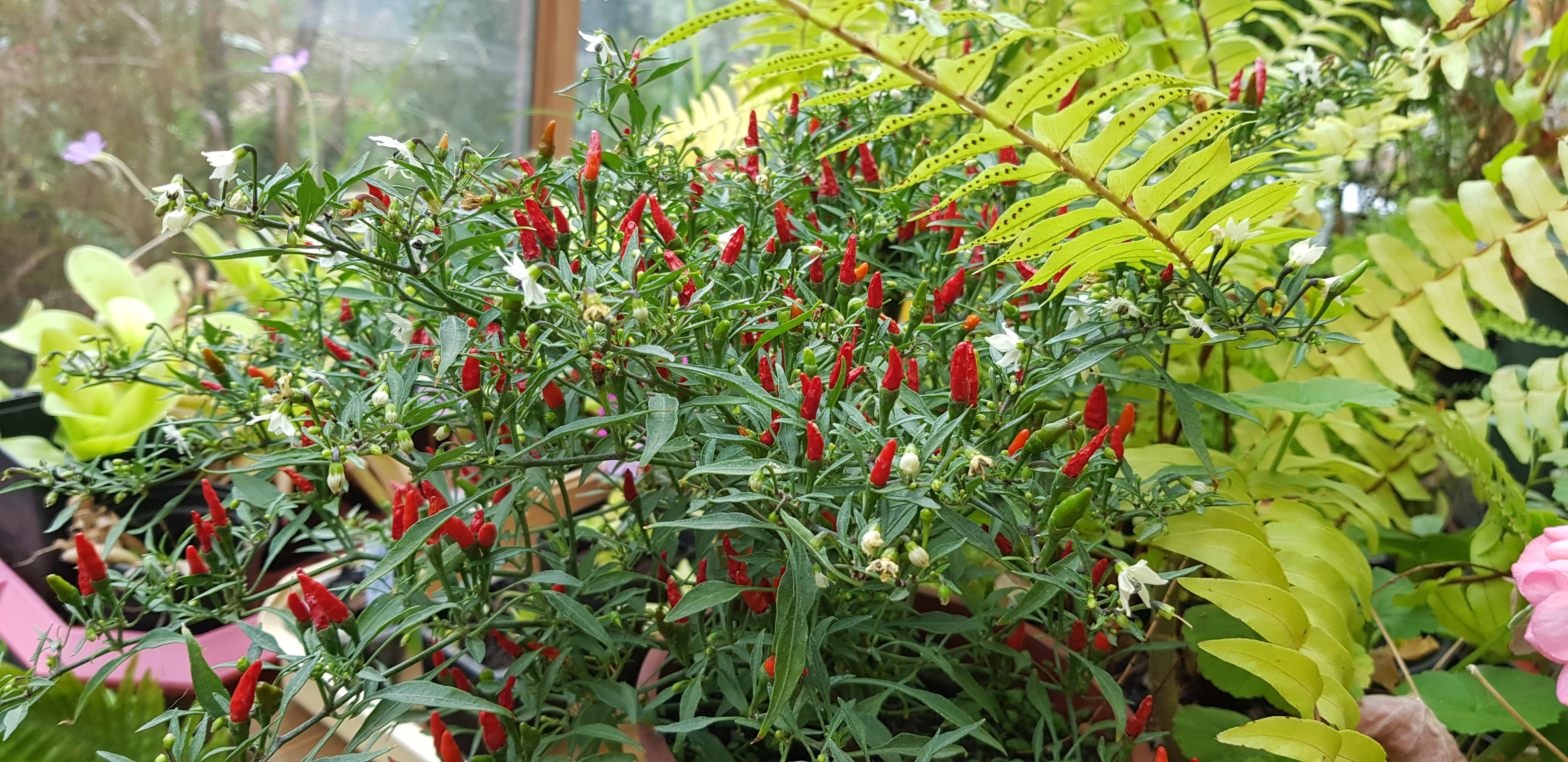 Vad csili paprika Capsicum frutescens 10 mag