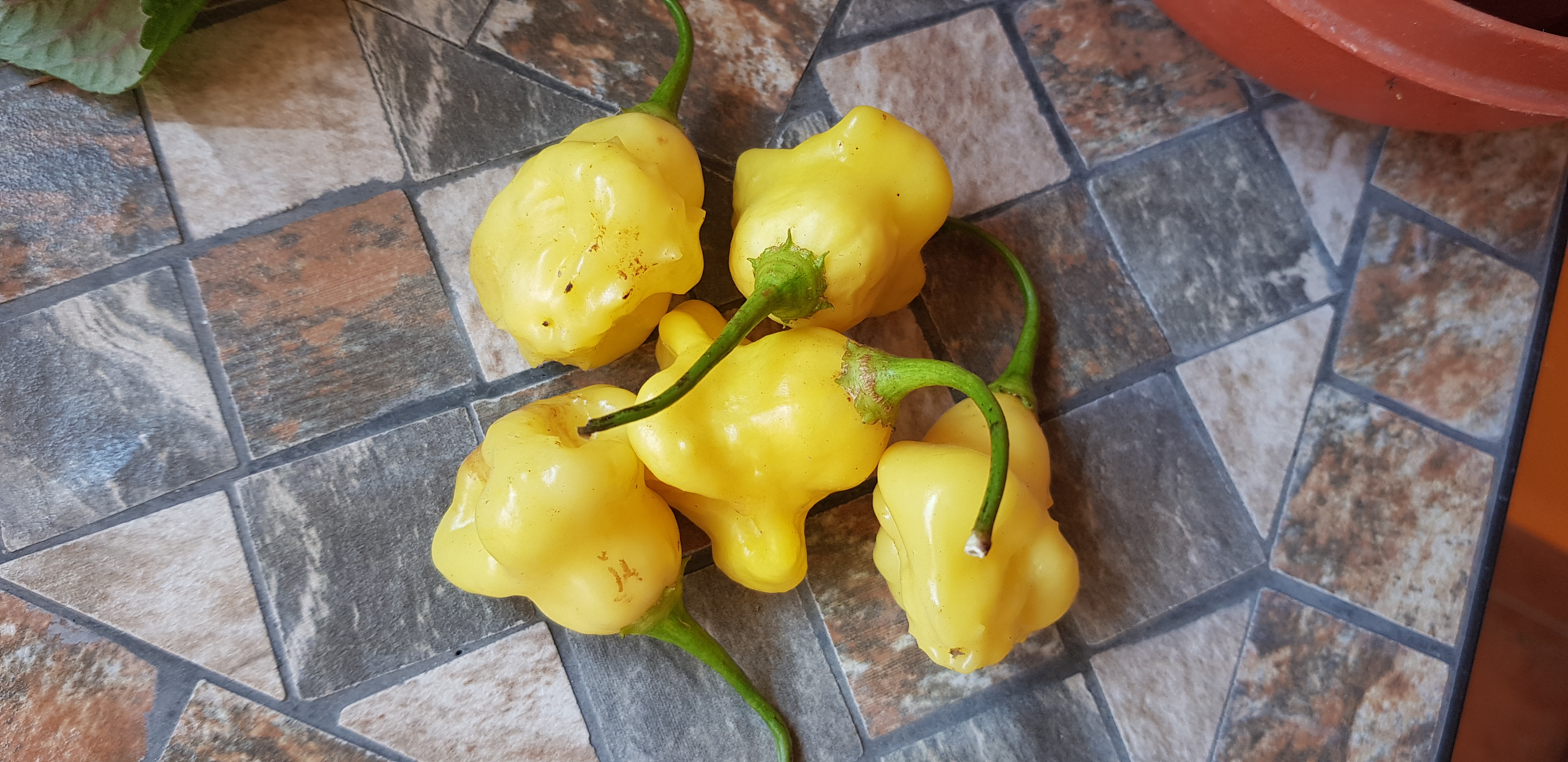 Aji White Fantasy csilipaprika 10 mag