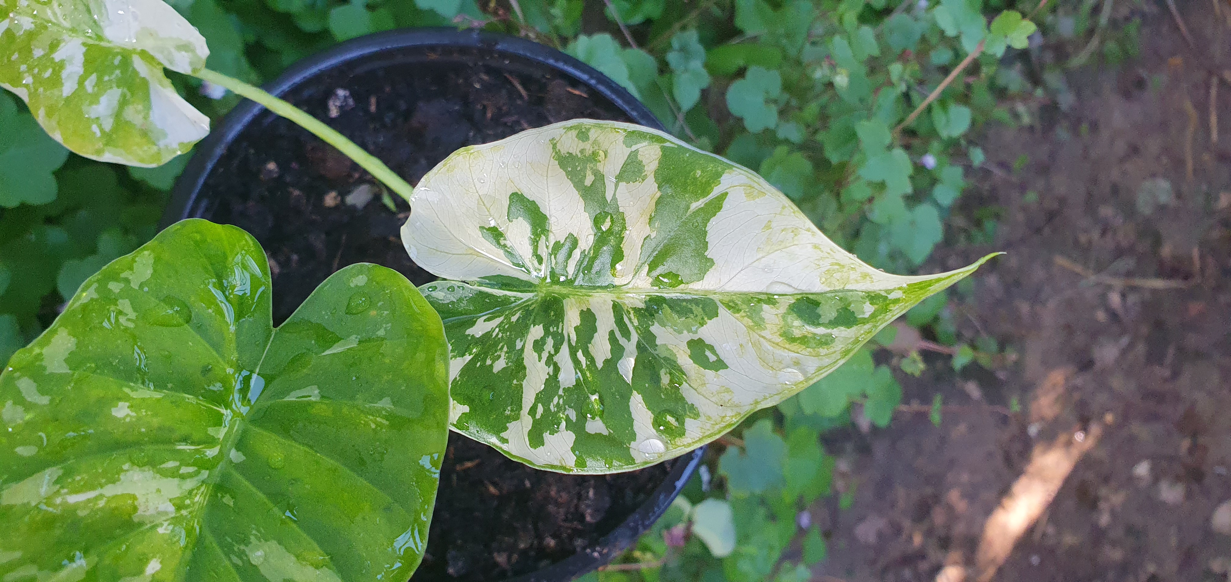Alocasia gagaena variegata